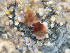 Notoplana sanguinea