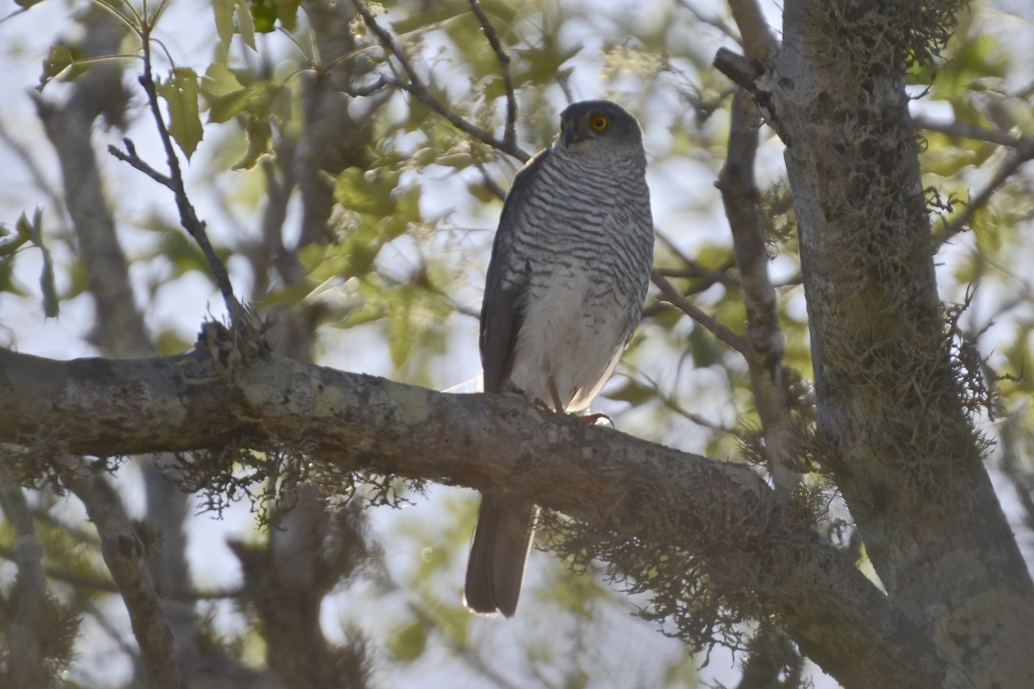 Madagascar Sparrowhawk (Accipiter madagascariensis), photo 3