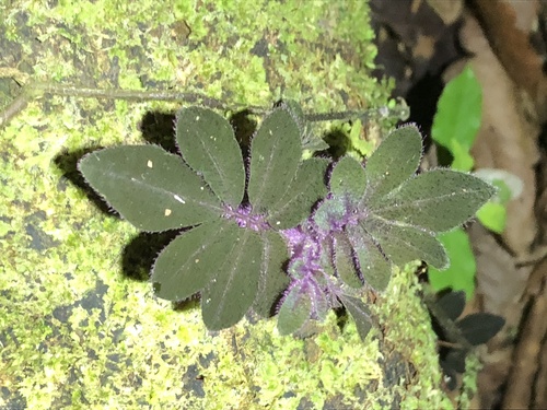 Solanum uleanum, photograph 4
