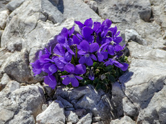 Viola alpina