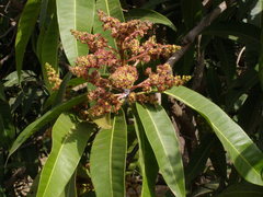 Mangifera indica