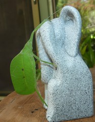 Mastighaphoides haffneri