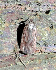 Depressaria daucella