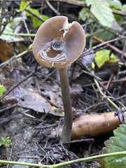Entoloma hirtipes