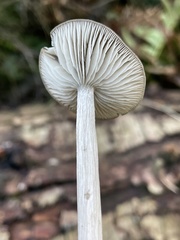 Entoloma hirtipes