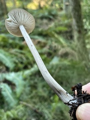 Entoloma hirtipes