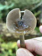 Entoloma hirtipes