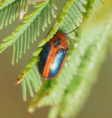 Calomela curtisi