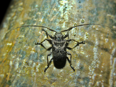 Lagocheirus araneiformis parvulus