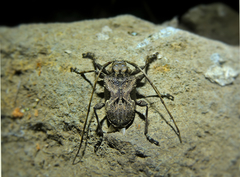 Lagocheirus araneiformis parvulus