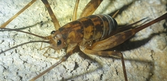 Pleioplectron hudsoni