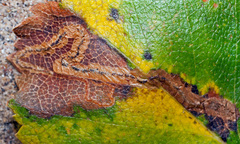 Stigmella lapponica