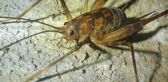 Pleioplectron hudsoni