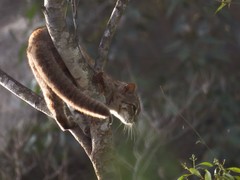 Prionailurus rubiginosus