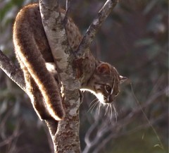 Prionailurus rubiginosus