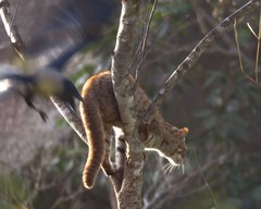 Prionailurus rubiginosus