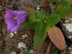 Campanula jacobaea