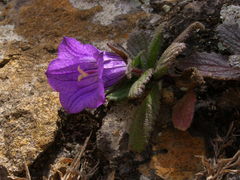 Campanula jacobaea