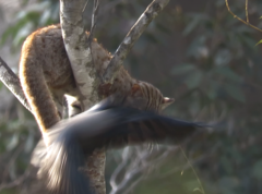 Prionailurus rubiginosus