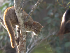 Prionailurus rubiginosus