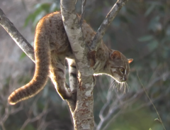 Prionailurus rubiginosus