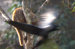 Prionailurus rubiginosus