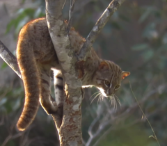 Prionailurus rubiginosus