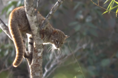 Prionailurus rubiginosus