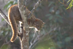 Prionailurus rubiginosus