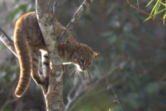 Prionailurus rubiginosus