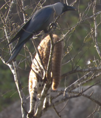 Prionailurus rubiginosus