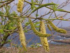 Prosopis juliflora