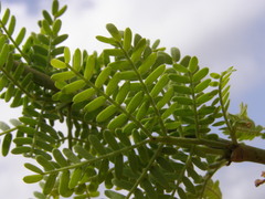 Prosopis juliflora