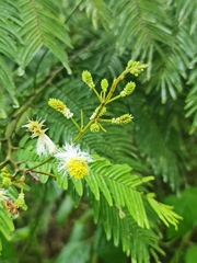 Dichrostachys