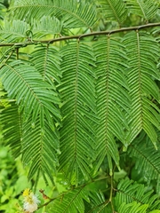 Dichrostachys