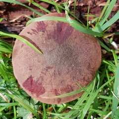 Boletus barragensis