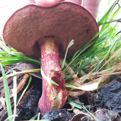 Boletus barragensis