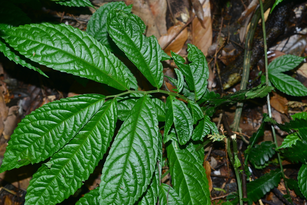 Elatostema oblongifolium