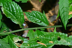 Elatostema oblongifolium