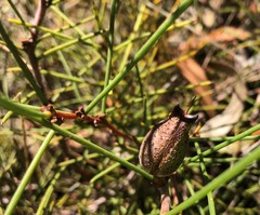 Hakea vittata