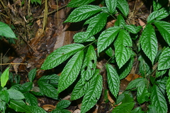 Elatostema oblongifolium