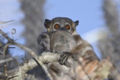 Lepilemur