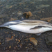 Delphinus delphis ponticus - Photo (c) Анна Голубева, algunos derechos reservados (CC BY-NC-ND), subido por Анна Голубева