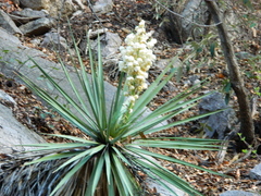 Yucca madrensis