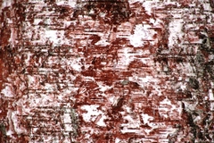 Trentepohlia umbrina