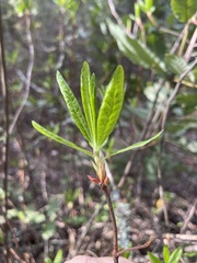 Rhododendron occidentale