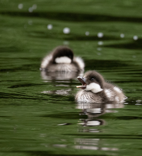 Barrow's Goldeneye