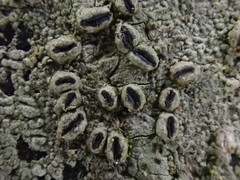 Graphis cleistoblephara