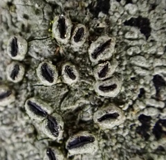 Graphis cleistoblephara