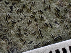 Graphis cleistoblephara